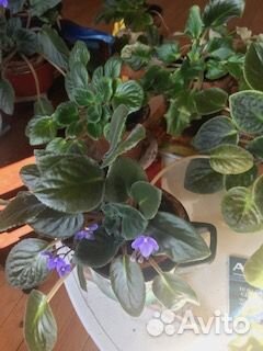 Продам комнатные цветы