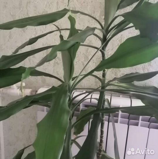 Комнатные растения цветы