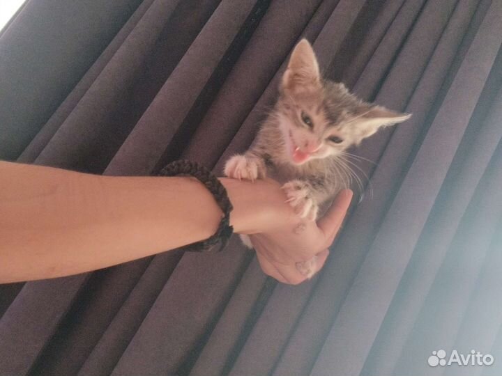 Котята в добрые руки бесплатно