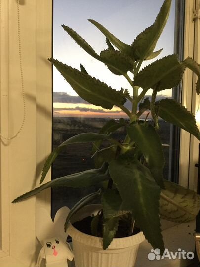 Каланхоэ чихалка