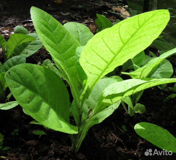 Семена tаbаcа, урожай 2023г