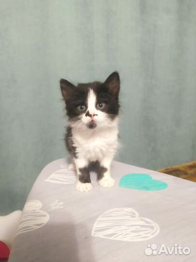 Кошка в дар бесплатно