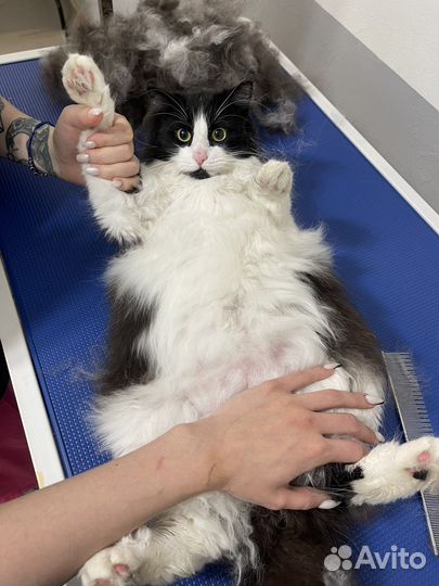 Груминг собак и кошек(экспресс линька, стрижка)