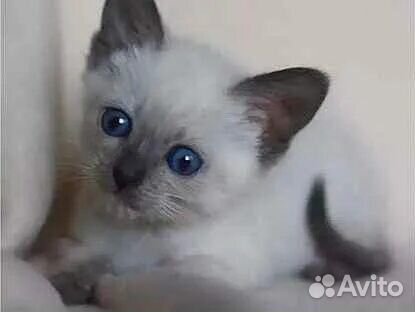 Котенок 1,5 месяца