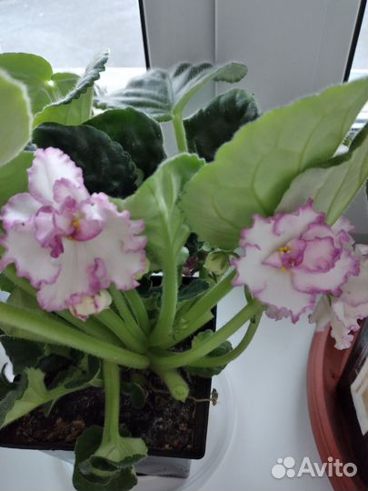 Фиалки цветущие в горшке