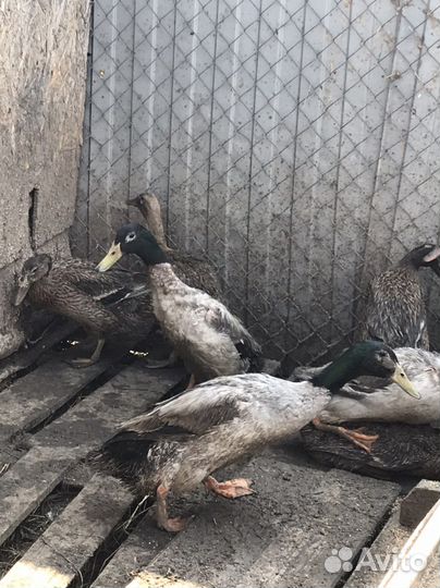 Утиные яйца