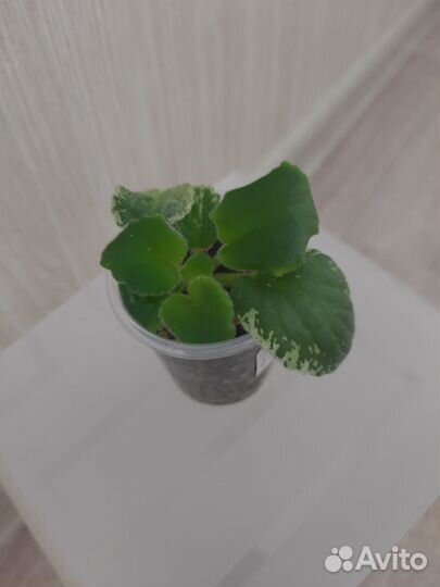 Фиалка buckeye seductress