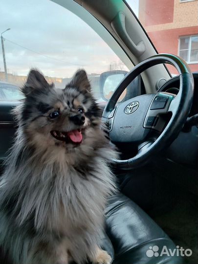 Вязка собак немецкий шпиц