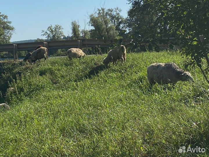 Овцы, бараны