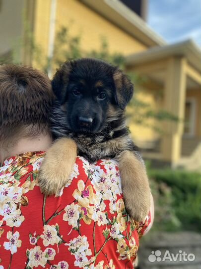 Щенки немецкой овчарки с документами