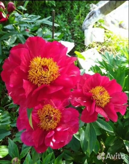 Пионы сортовые