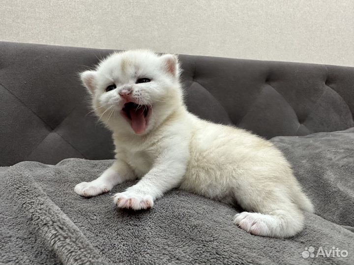 Шотландские котята