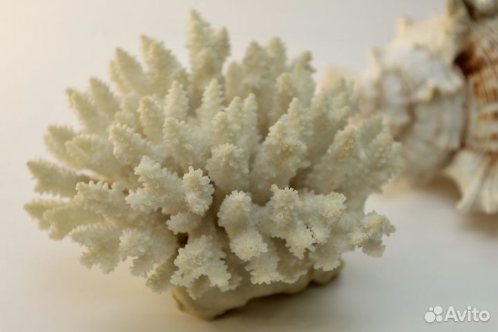 Морские ракушки и коралл