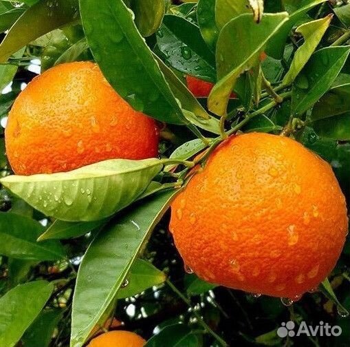 М А Н Д А Р И Н Ы саженцы 3Х летки