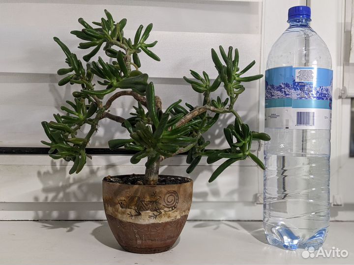 Крассула хоббит