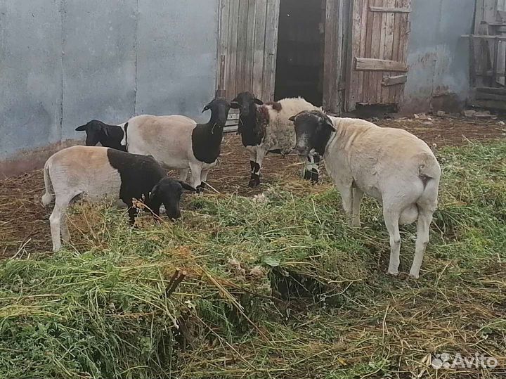 Овцы бараны дорпер