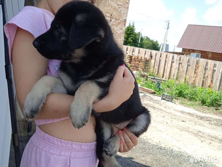 Восточноевропейская овчарка