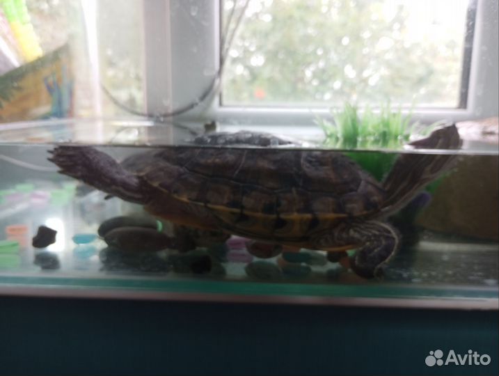 Красноухая черепаха бесплатно