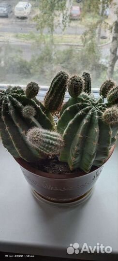 Кактус с детками в керамическом горшке