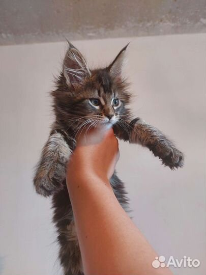 Котята мейн-кун