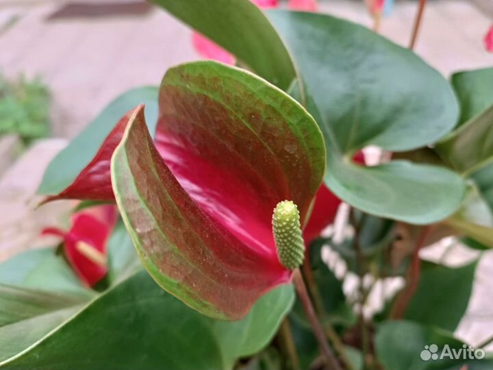 Антуриум Эдисон Edison