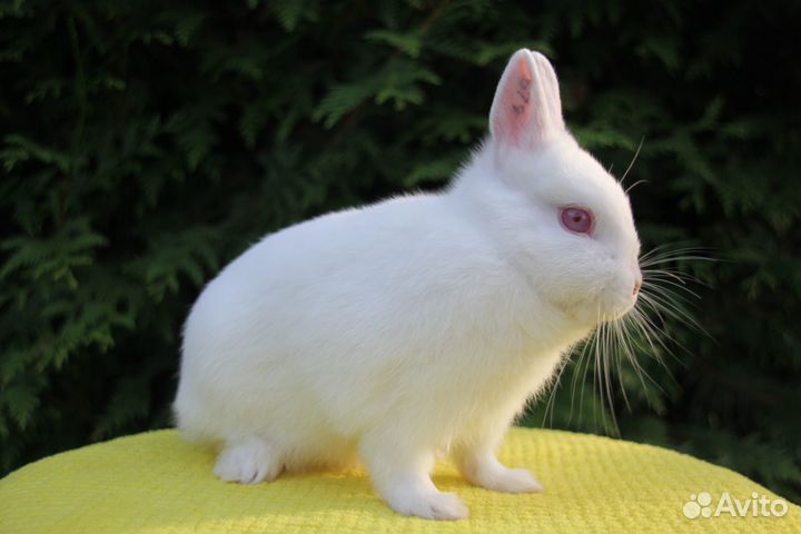 Карликовый кролик самец в добрые руки