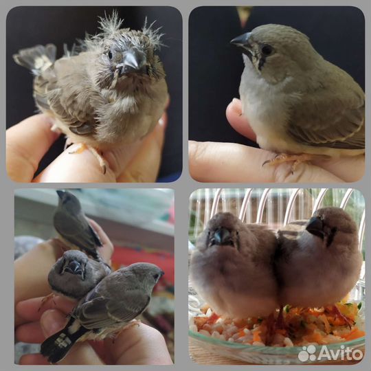 Амадины зебровые
