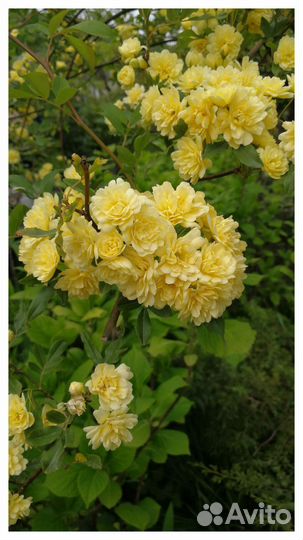 Безшипная Роза Бэнгаса и др