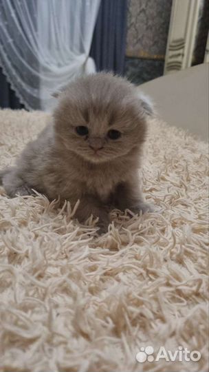 Шотландские котята