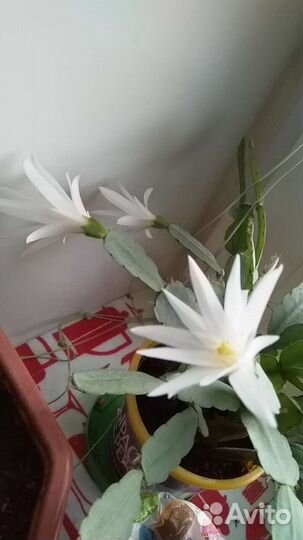 Рипсалидопсис Sirius