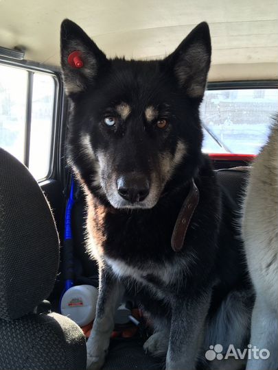 Собака Соня