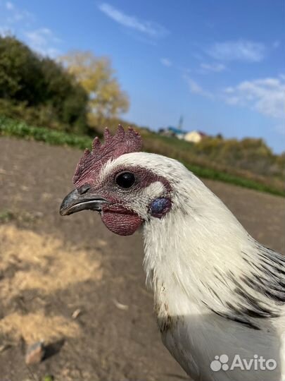 Молодые петухи пароды Брама и Лакендази