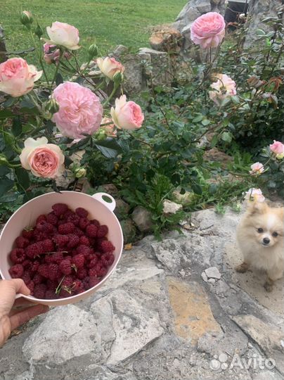 Саженцы ремонтантной малины и др, конский навоз