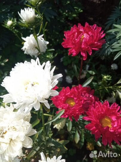 Рассада однолетних цветов