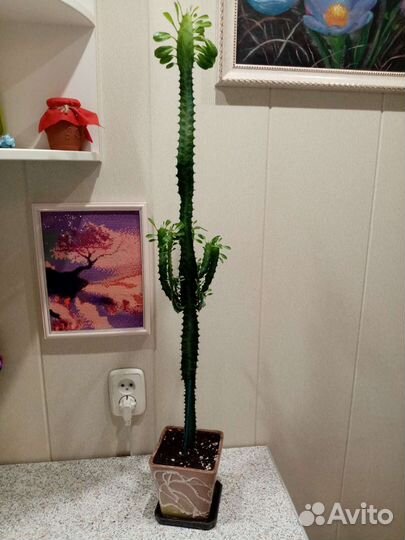 Молочай трехгранный