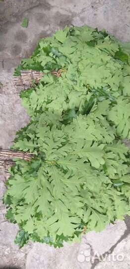 Дубовые веники для бани