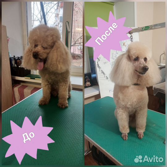 Груминг (стрижка собак)