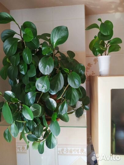 Фикус бенджамина пестролистный, пеперомия