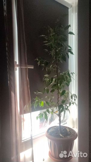 Фикус бенджамина