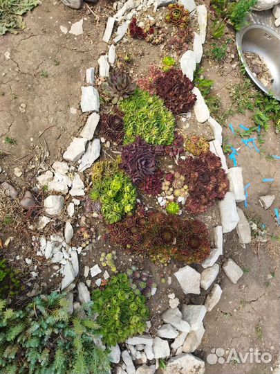 Молодило, седум