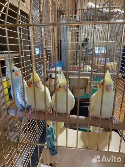 Попугай корелла