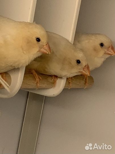 Зебровые амадины