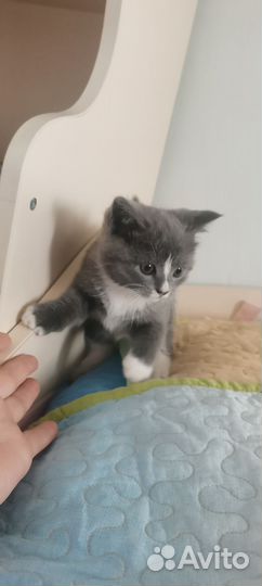 Котята от Шотландки