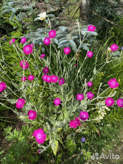 Лихнис корончатый