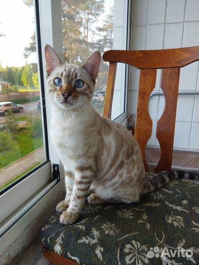 Бенгальский котенок линкс