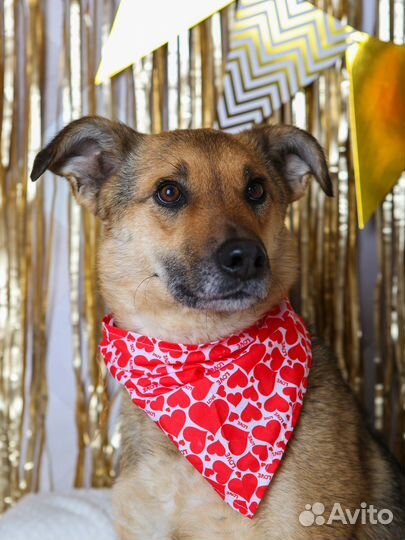 Собаку сдали в приют. Лакки