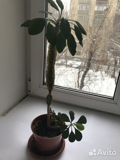 Растение комнатный цветок Молочай с отрост 68 см