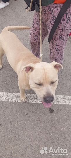 Питбуль вязка