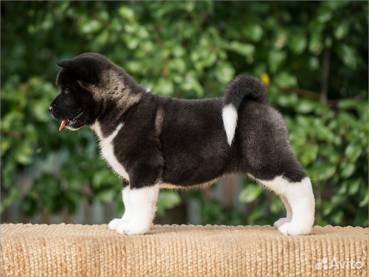 Девочка Американской Акиты