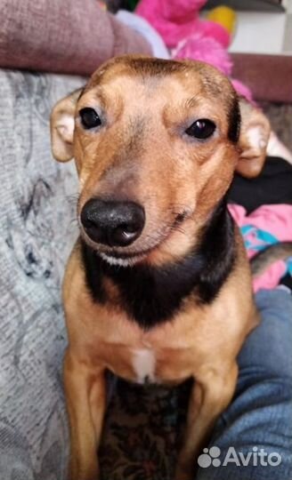 Собака в добрые руки отдам бесплатно